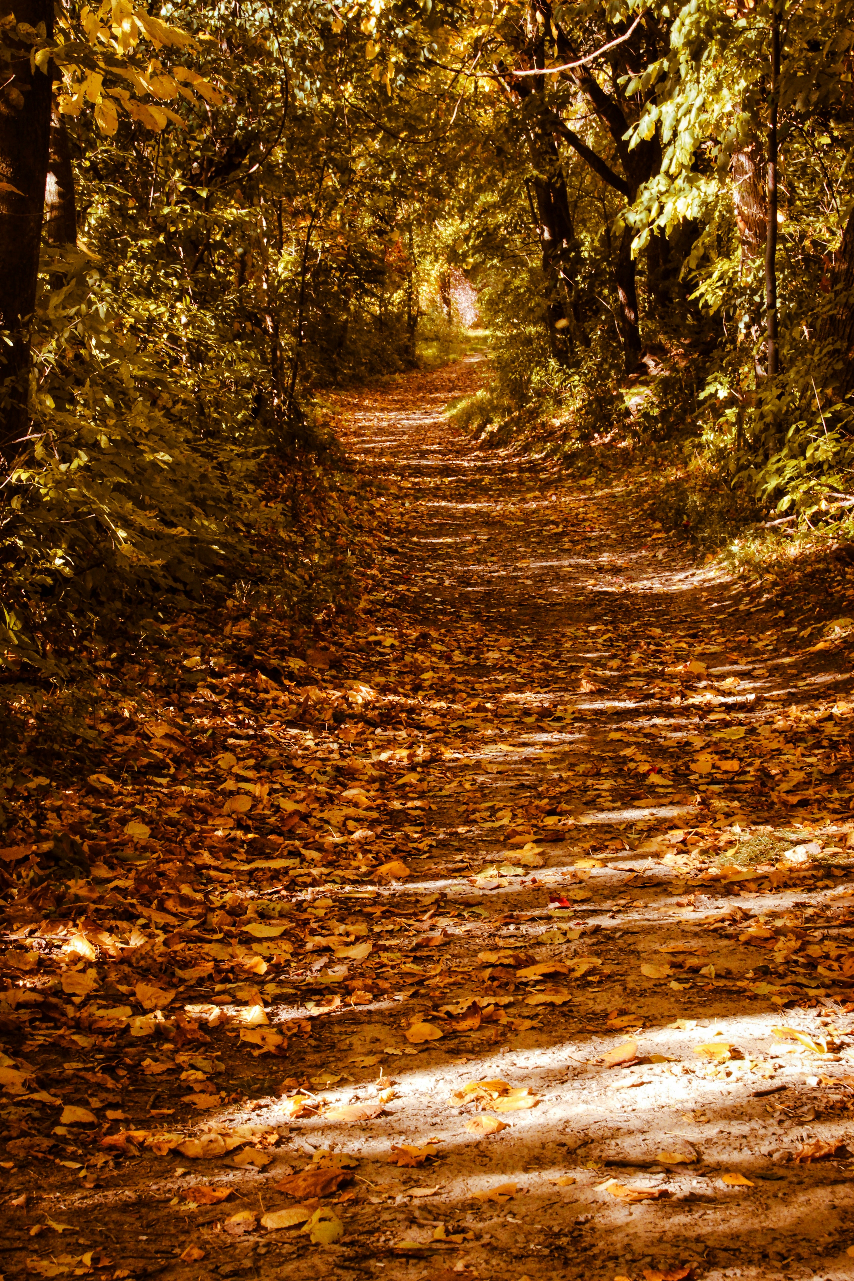 Coach en forêt